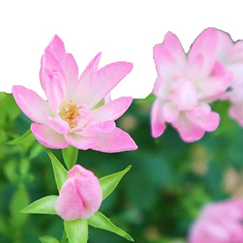 Amazon.co.jp: バラ苗 【ローズワルツ】 (大苗) 四季咲き 小輪 ピンク